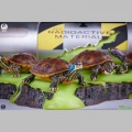 PCS 1/1 Les Tortues Ninja Origins